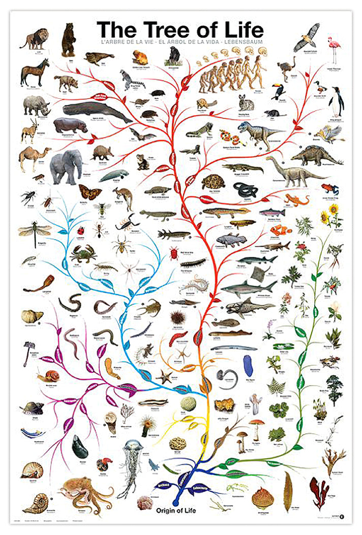 Here should be a File.