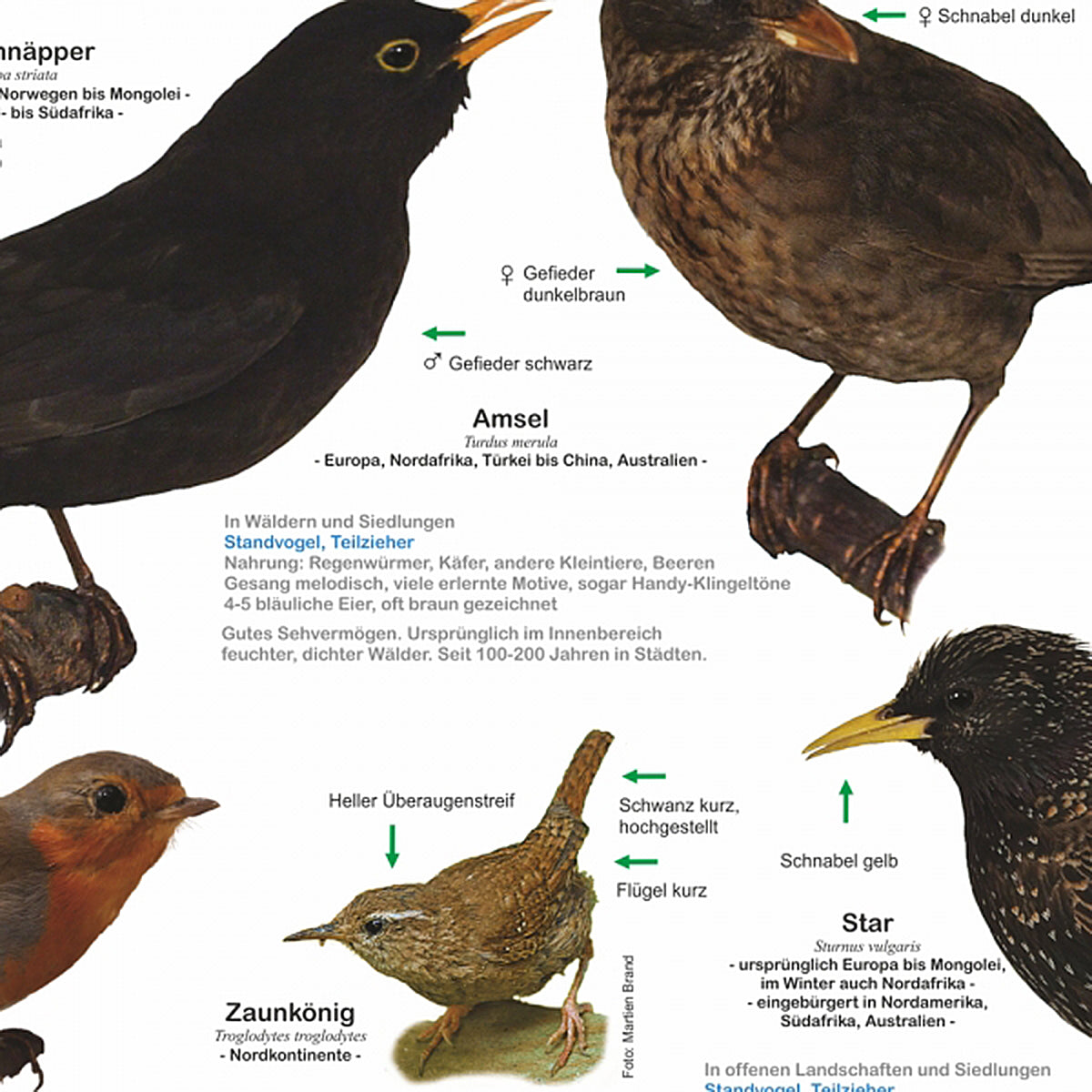 Here should be a File.