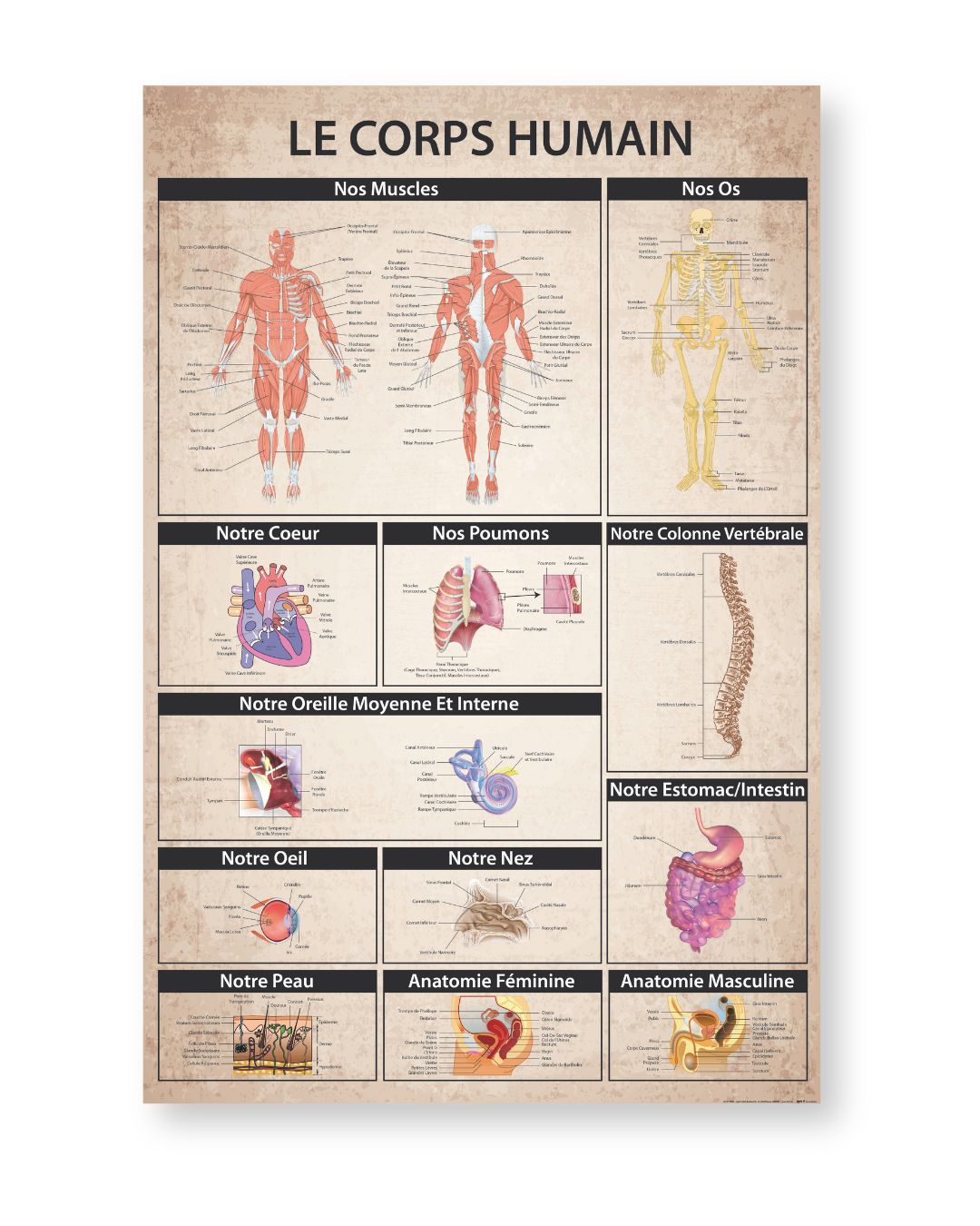 Here should be a File.