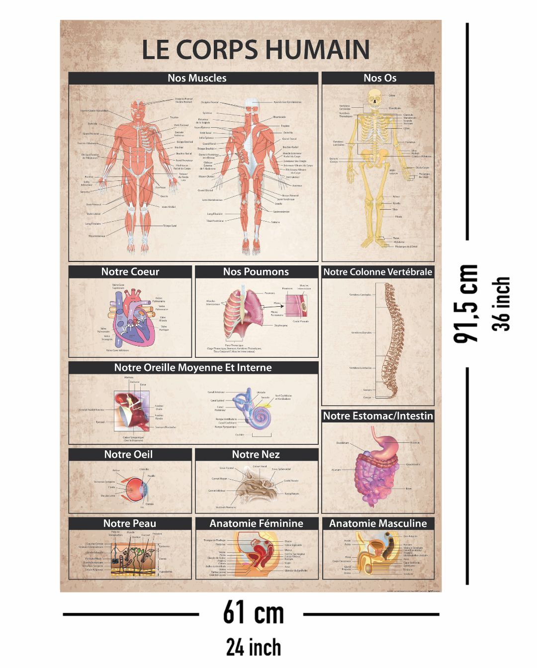 Here should be a File.