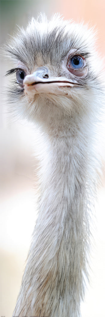 Here should be a File.