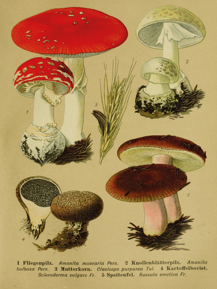 Here should be a File.