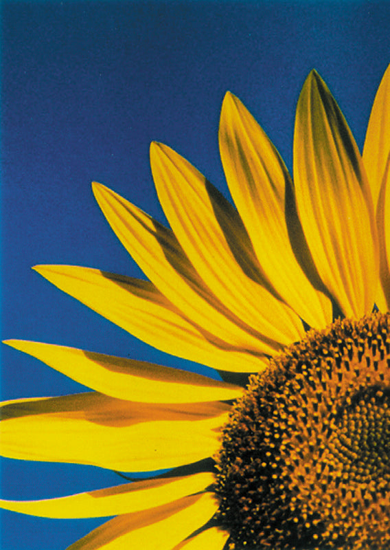 Here should be a File.