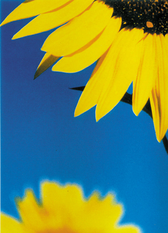 Here should be a File.