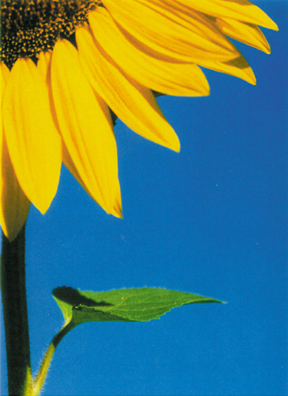 Here should be a File.