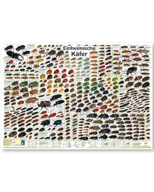 Einheimische Käfer Poster deutsch DIN A1
