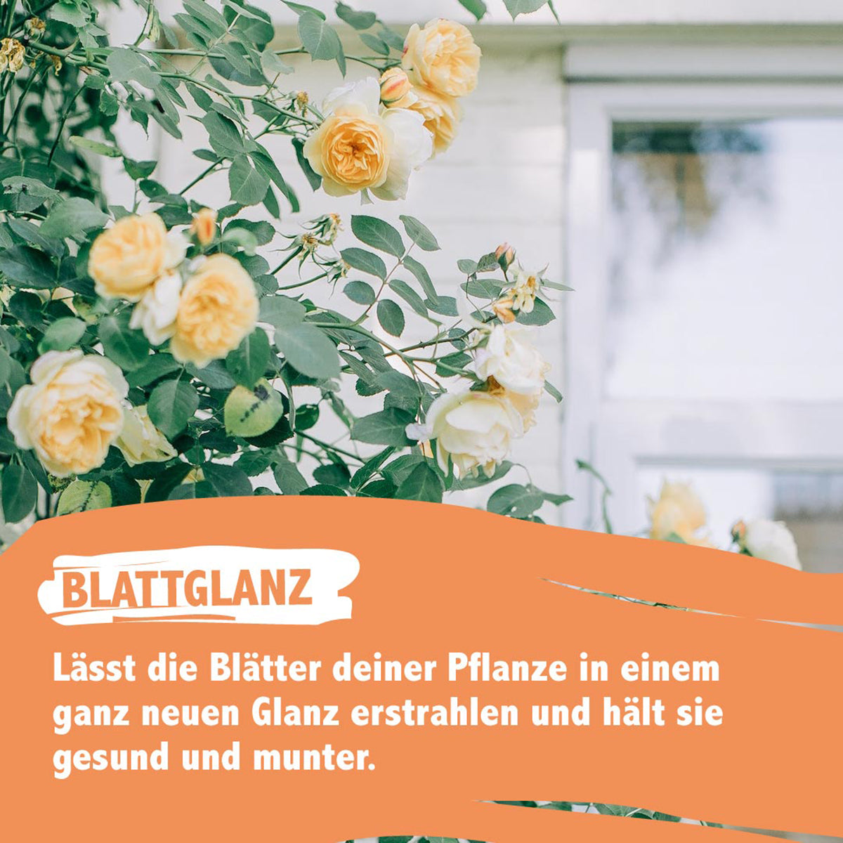 Here should be a File.